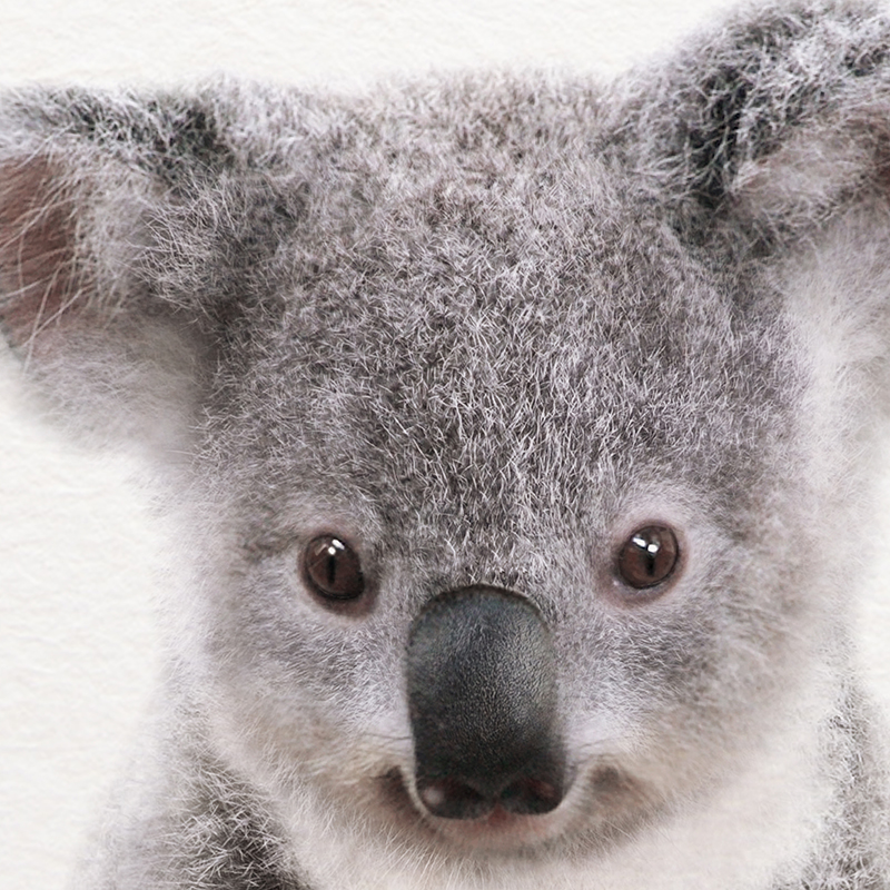 Koala Print Black and White Pi - Photography Zoo 评论和价格